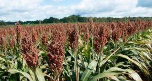El sorgo, motivo de una jornada el miércoles 23