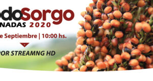 Jornada sobre sorgo, una buena opción de siembra