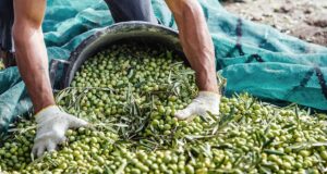 Preocupa en Mendoza que no se pueda contar con temporarios para cosecha