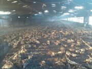 Cerca de 20 mil pollos resultaron quemados en un incendio