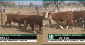 Siete mil animales remató Colombo y Magliano por TV