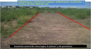 Barbechos cortos para soja y maíz: control de malezas gramíneas
