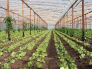 Agricultura incentiva la producción orgánica