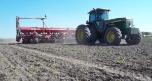 San Luis: la intención de siembra para el girasol creció mil hectáreas