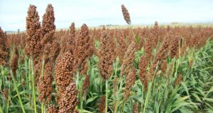 El futuro del sorgo podría cambiar ante la fuerte demanda de China