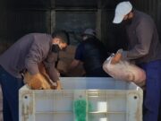 Decomiso de 6.623 kilos de carne bovina con hueso que iba al sur