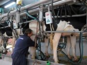 Los tamberos trabajan a pérdida por el congelamiento de precios