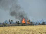 San Luis: el fuego en Villa del Carmen arrasa con el bosque nativo