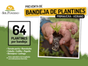 Sol Puntano pone a la venta bandejas hortícolas de primavera – verano para huertas familiares
