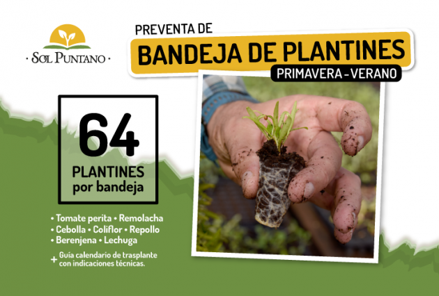 Bandeja-Plantines-2-630x426