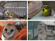 Mascotismo: el gobierno de San Luis rescató más de 380 animales en lo que va del año