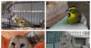 Mascotismo: el gobierno de San Luis rescató más de 380 animales en lo que va del año