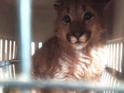 Un cachorro de puma fue rescatado en Villa Mercedes