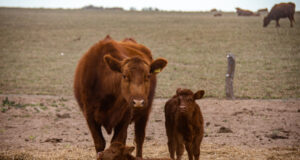 COPROSA San Luis: determinan requisitos para el control de brucelosis bovina