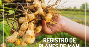 Maní en San Luis: habilitan un sistema online para presentar los planes de manejo del cultivo