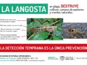 Alerta en el norte de San Luis por langostas en la provincia de Córdoba