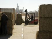 Llegó a Qatar la primera carga de alfalfa enviada por el gobierno de San Luis