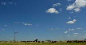 Diez años secos: menos pasto, pero más ganado