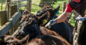 Garrapata bovina: detectan resistencia a la ivermectina