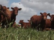 Con satélites, predicen cuánto alimento habrá para la producción animal
