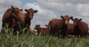 Con satélites, predicen cuánto alimento habrá para la producción animal