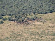 Ley de Bosques: piden “control participativo de los indígenas”