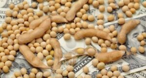 ¿cómo quedan las retenciones a la soja y la industria?
