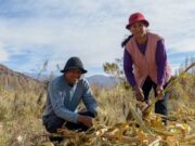 Agricultura aprobó proyectos por $100 millones para la seguridad alimentaria