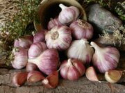 El cambio climático beneficiaría la productividad del ajo