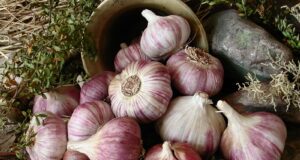 El cambio climático beneficiaría la productividad del ajo
