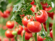 Una radiografía sobre la producción de tomates