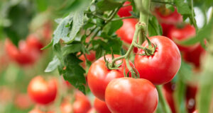 Una radiografía sobre la producción de tomates
