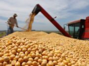 En tres días se vendieron U$S 588 millones en soja