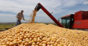 En tres días se vendieron U$S 588 millones en soja