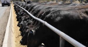 Baja la rentabilidad en feedlots por suba en los valores de los terneros y el maíz