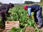 Senasa trabaja sobre proyectos para la agricultura familiar en La Pampa y San Luis