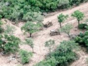 Salta, la segunda provincia con mayor desforestación