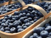Llega la «semana del arándano», la fruta con buena prensa