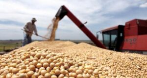 Se aceleró la declaración de exportaciones de soja