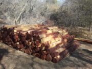 La Justicia suspendió todos los permisos de desmontes en Chaco