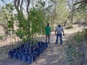 Entregaron más de mil frutales a productores de San Luis