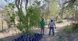 Entregaron más de mil frutales a productores de San Luis