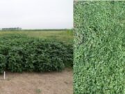 Alternativas para el control del yuyo colorado y otras malezas en soja y maíz