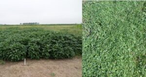 Alternativas para el control del yuyo colorado y otras malezas en soja y maíz