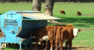 Con feedlots ecológicos y destete precoz mejoran los rendimientos
