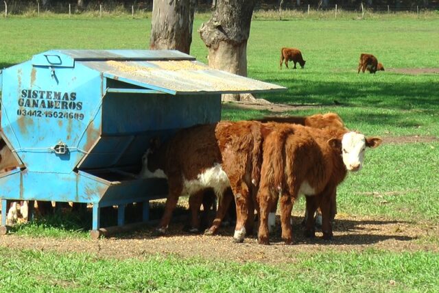 26 - 10 - inta - destete precoz