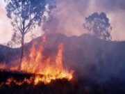 Greenpeace: El fuego ya arrasó casi 5 mil hectáreas del Parque Nacional Calilegua