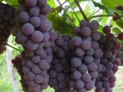 Promueven el uso de AgTech en el sector vitivinícola