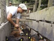 Aftosa: exceptúan de la vacunación a establecimientos en emergencia por sequía o incendios