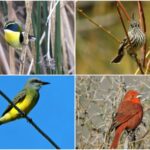 FOTO-AVES